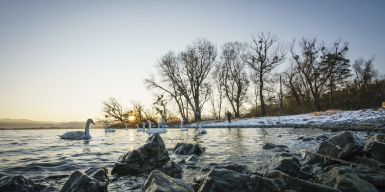 Das erste „Vorarlberger Naturpicknick“ führt am 16. Jänner 2021 zum Birdwatching an den Bodensee.
© Dietmar Denger/Vorarlberg Tourismus