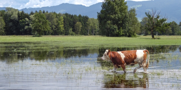 Die Klimakrise hat Vorarlberg längst erreicht. KlimaVOR!, der Camera Club Sparkasse Bregenz und die Naturfreunde Dornbirn machen von 21. November bis 11. Dezember 2022 mit einer Fotoausstellung darauf aufmerksam.