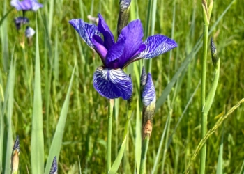 Irisblüte in Matschels. Foto: Helmut Köck